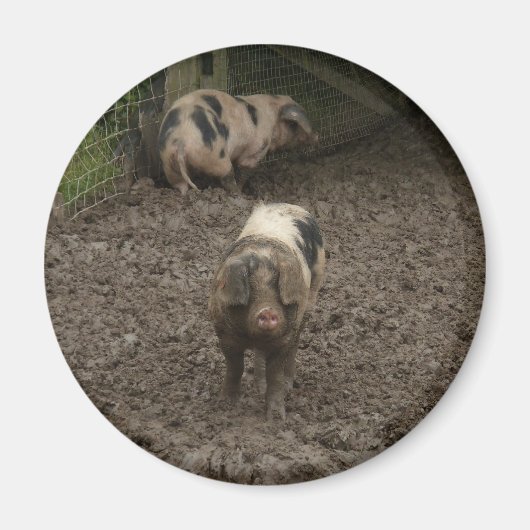 Schwein im Schlamm Magnet (Vorne)