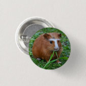 Schwein, Kurz, Rot und Weiß, Guinea Button (Vorne & Hinten)