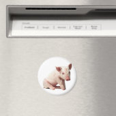 Schwein Magnet (In Situ (Geschirrspüler))