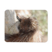 Schwein Magnet (Horizontal)