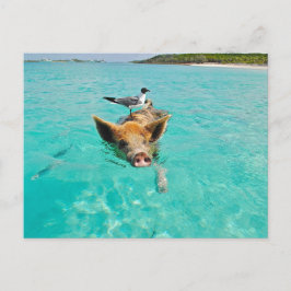 SCHWEIN MÖWE MEER SPAß POSTCROSSING POSTKARTE