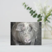 Schwein Postkarte (Stehend Vorderseite)