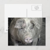 Schwein Postkarte (Vorne/Hinten)