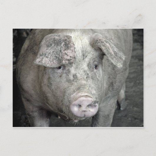 Schwein Postkarte (Vorderseite)