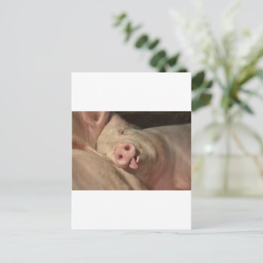 Schwein Postkarte (Stehend Vorderseite)