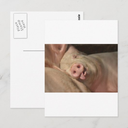 Schwein Postkarte (Vorne/Hinten)