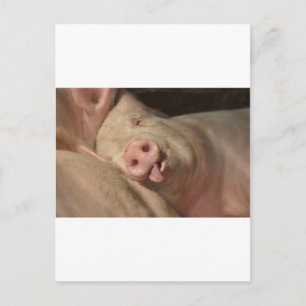Schwein Postkarte