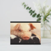 Schwein Postkarte (Stehend Vorderseite)
