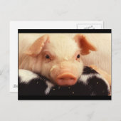 Schwein Postkarte (Vorne/Hinten)