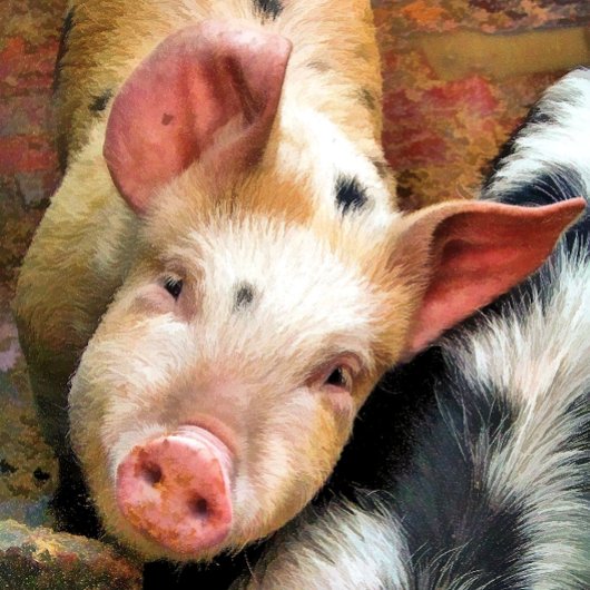 SCHWEIN SCHLÜSSELANHÄNGER