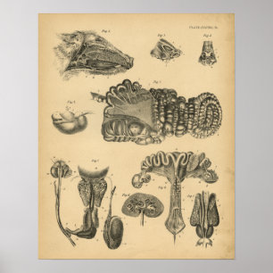 Schwein-Schwein-interne Anatomie 1908 Vintager Poster