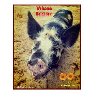 Schwein Tier - Landleben Poster