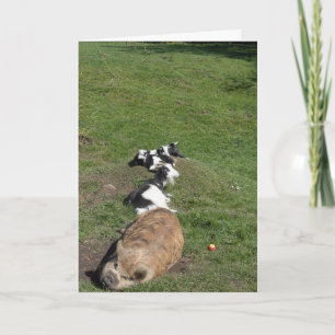 Schwein und Zicklein liegen in der Sonne Karte