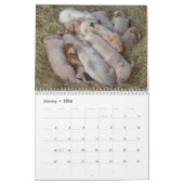 Schwein-Wandkalender - Lächeln im Jahre 2018 Kalender (Jan 2026)