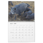 Schweine 2016 Kalender (Mär 2027)