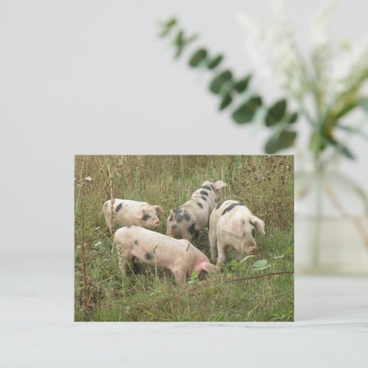 Schweine auf einer Postkarte (Stehend Vorderseite)