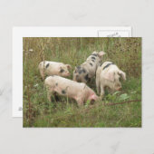 Schweine auf einer Postkarte (Vorne/Hinten)