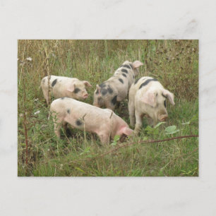 Schweine auf einer Postkarte