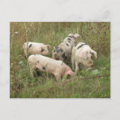 Schweine auf einer Postkarte (Vorderseite)