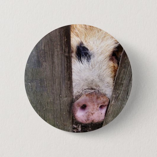 SCHWEINE BUTTON (Vorderseite)