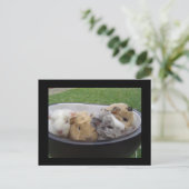 Schweine der Guinea Postkarte (Stehend Vorderseite)