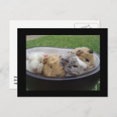 Schweine der Guinea Postkarte (Vorne/Hinten)