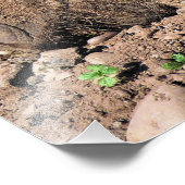 SCHWEINE FOTODRUCK (Ecke)