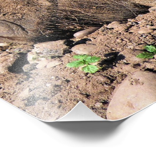 SCHWEINE FOTODRUCK (Ecke)