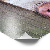 SCHWEINE FOTODRUCK (Ecke)