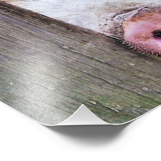 SCHWEINE FOTODRUCK (Ecke)