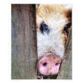 SCHWEINE FOTODRUCK (Vorne)