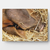 SCHWEINE FOTOPLATTE (Vorderseite)