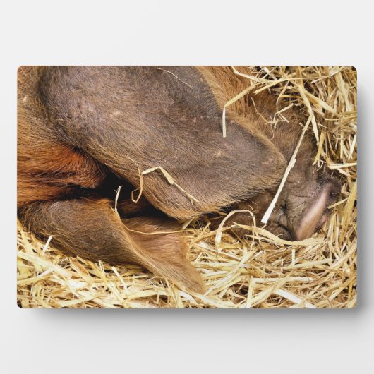 SCHWEINE FOTOPLATTE (Vorderseite)