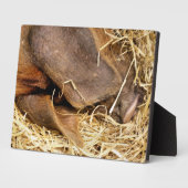 SCHWEINE FOTOPLATTE (Seite)