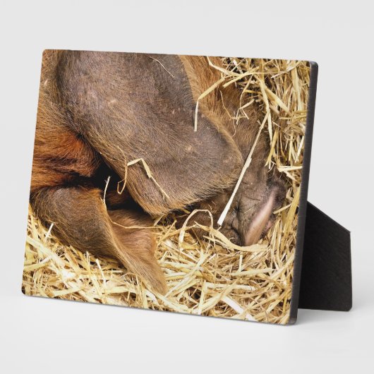 SCHWEINE FOTOPLATTE (Seite)