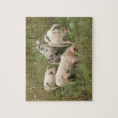 Schweine im Feld Puzzle (Vertikal)