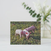 Schweine in der Natur Postkarte (Stehend Vorderseite)