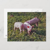 Schweine in der Natur Postkarte (Vorne/Hinten)