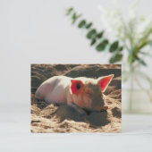 Schweine in der Sonne Postkarte (Stehend Vorderseite)
