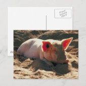 Schweine in der Sonne Postkarte (Vorne/Hinten)