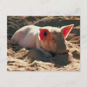 Schweine in der Sonne Postkarte