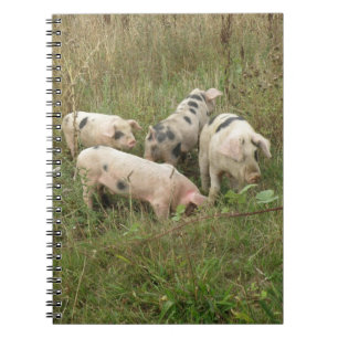 Schweine in einem AußenNotebook Notizblock
