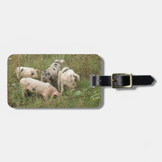 Schweine in einem Feld mit benutzerdefiniertem Gep Gepäckanhänger (Vorderseite horizontal)