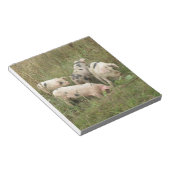 Schweine in einem FeldNotepad Notizblock (angewinkelt)