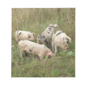 Schweine in einem FeldNotepad Notizblock (Vorderseite)