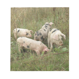 Schweine in einem FeldNotepad Notizblock