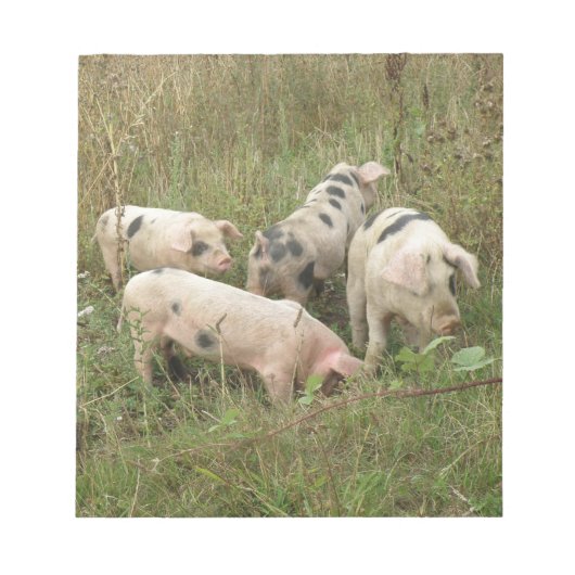 Schweine in einem FeldNotepad Notizblock (Vorderseite)