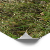 Schweine in einem Feldposter Poster (Ecke)