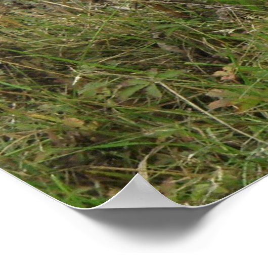 Schweine in einem Feldposter Poster (Ecke)