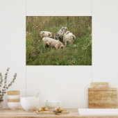Schweine in einem Feldposter Poster (Küche)